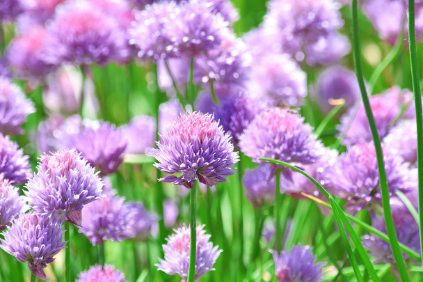 Bieslook Allium Schoenoprasum kleurrijke Blossom huis tuinieren en plantgoed stockfoto - Foto, afbeelding