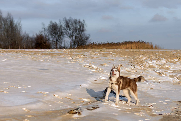 Husky puppy playing in a snow. - Fotó, kép