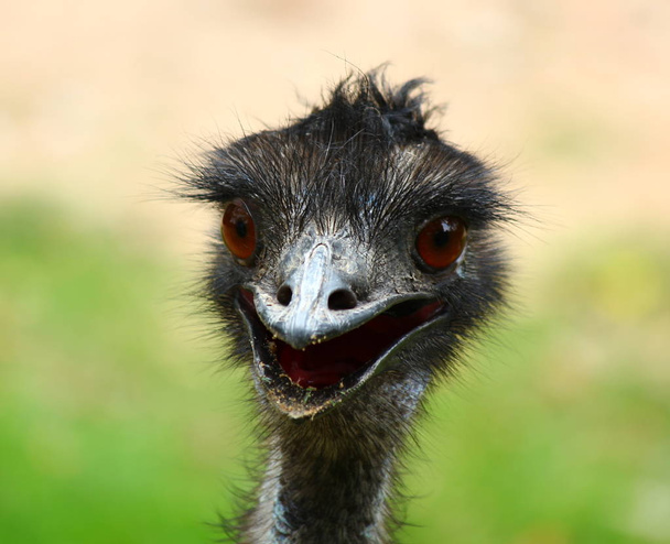 the emu head close up - Foto, immagini