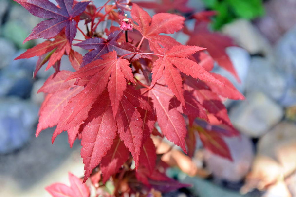 Acer Japonicum Japón hojas rojas de arce Stock de Foto
 - Foto, imagen