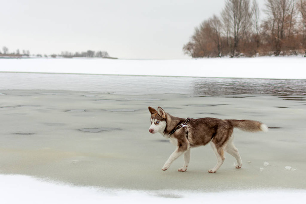 Husky dog walking on the beach. Frozen icy sea. - 写真・画像
