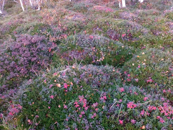 A föld az erdő kis dombok tele rózsaszín és lila virágok, Lapland - Fotó, kép