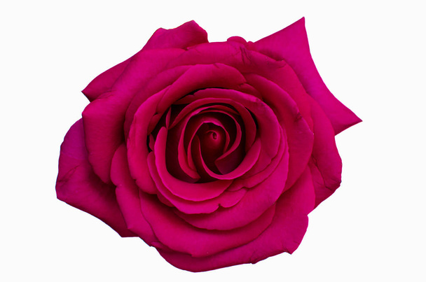 Vaaleanpunainen ruusu Kukka eristetty valkoisella taustalla painopiste keskellä nousi kukka
 - Valokuva, kuva