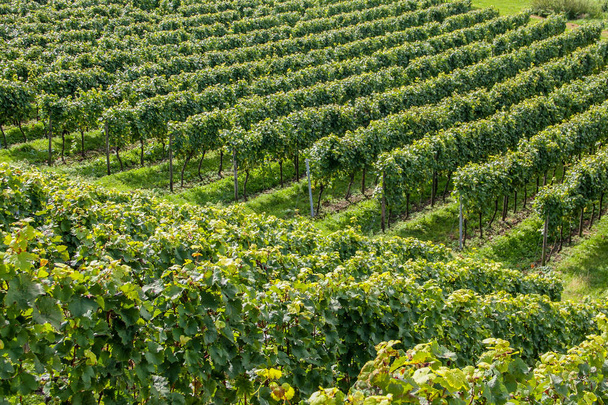 Vineyard on picturesque hills - Фото, изображение