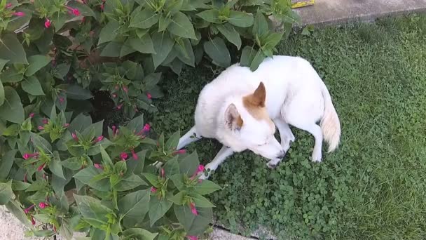 Bílý pes leží na trávě, obklopená květinami - Záběry, video