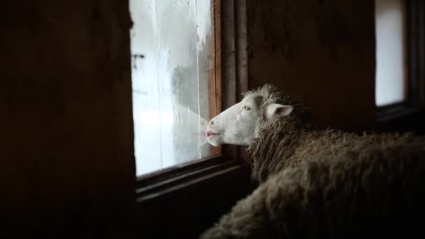 Ritratto di adorabile pecora bruna leccare la finestra. Pecora divertente in una fattoria nel paese del villaggio
. - Filmati, video