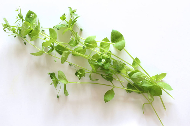 Chickweed, Stellaria media isolé dans le fond blanc. Vous pouvez les utiliser dans les salades de légumes frais. L'avantage de l'herbe à poux est que nous l'avons fraîche presque toute l'année
. - Photo, image