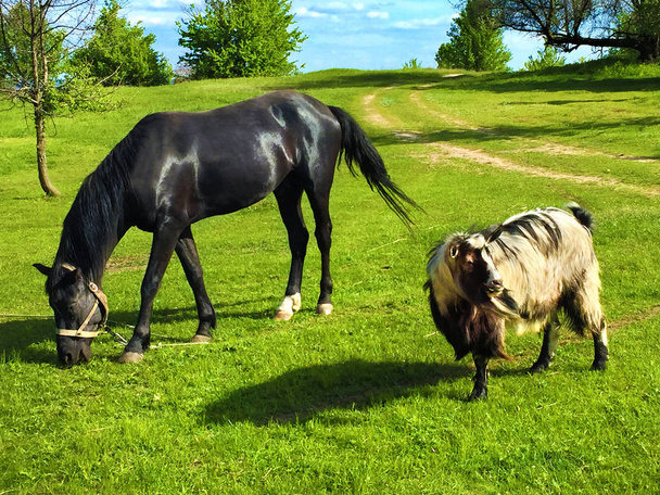 Musta hevonen ja vuohi laiduntavat yhdessä vihreällä niityllä
 - Valokuva, kuva