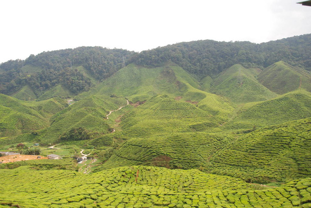 Cameron Highlands Çay Tarlaları Panorama, Malezya - Fotoğraf, Görsel
