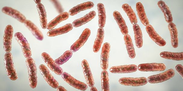 Bakterien Lactobacillus, normale Dünndarmflora - Foto, Bild