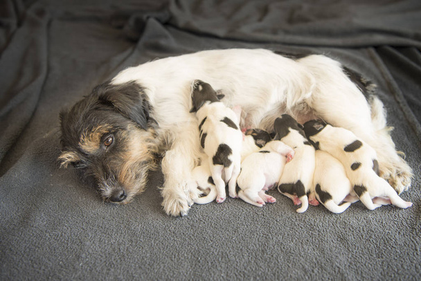 neugeborene Hundewelpen - 8 Tage alt - Jack Russell Terrier Doggies  - Foto, Bild