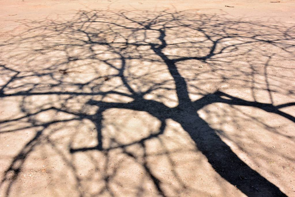 Schatten Äste auf dem Boden - Foto, Bild
