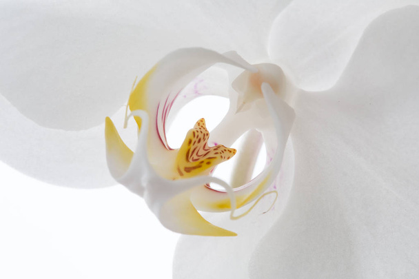 Bliska Orchidea biały na białym tle na tle - Zdjęcie, obraz