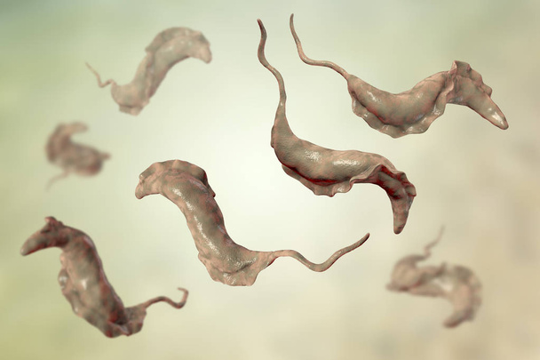 Trypanosoma cruzi parasites - Photo, Image
