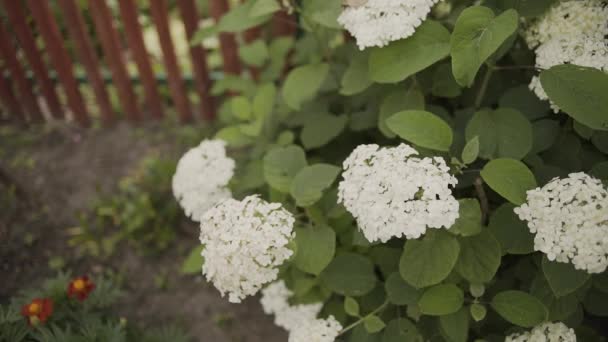 Flores blancas florecientes de Hortensia Hortensia en el jardín
. - Metraje, vídeo
