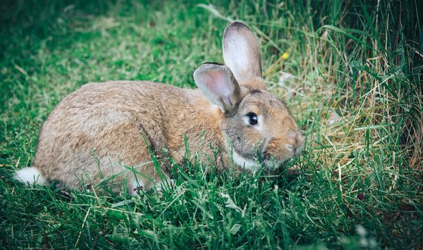 かわいいウサギが庭の緑の草の上に座って。野生動物の概念。日と優しさのコンセプトのアイデア. - 写真・画像