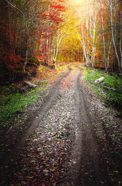 Road through the forest - Photo, Image