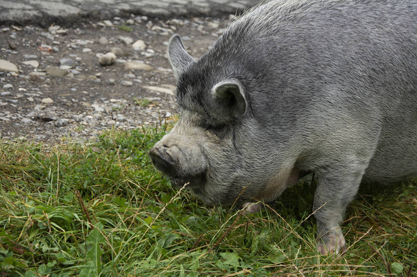 Beautiful gray small domestic pig on the road. - Photo, Image