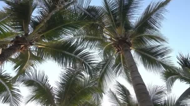 imagens panorâmicas de close-up de coqueiros na ilha tropical
 - Filmagem, Vídeo