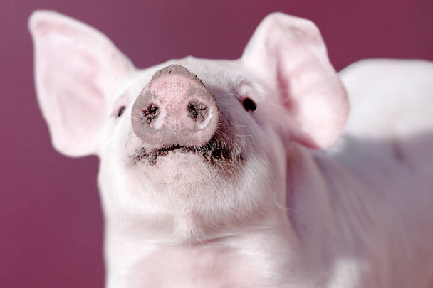 Schnauze vom Schwein - Foto, Bild