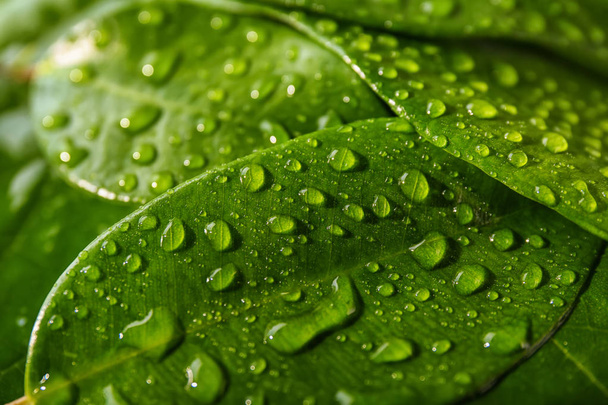 Green leaves with water drops, closeup - Fotoğraf, Görsel