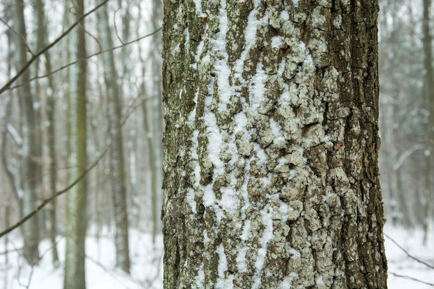 Snow-covered tree trunk in the forest - Foto, Imagem