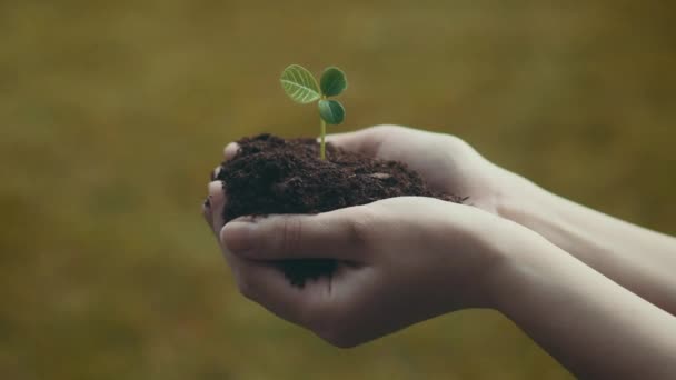 Το κορίτσι κρατά πράσινο φυτό με το χώμα στα χέρια της - κάμερα στο ρυθμιστικό - Πλάνα, βίντεο