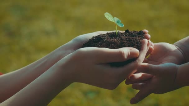 Mãos de uma criança tomando uma planta das mãos da mulher grama no backgound
 - Filmagem, Vídeo