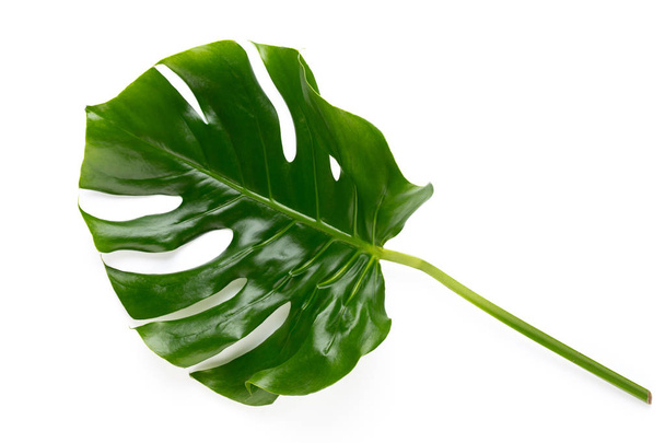 Tropical Jungle Leaf, Monstera, resting on flat surface, isolate - Photo, Image
