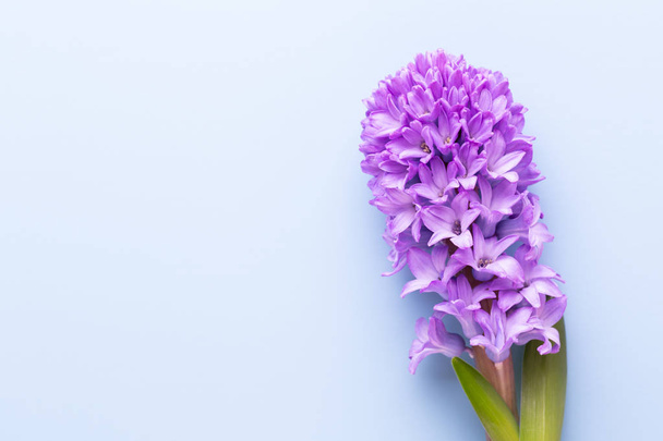 Flowers composition with hyacinths. Spring flowers on color back - Fotoğraf, Görsel