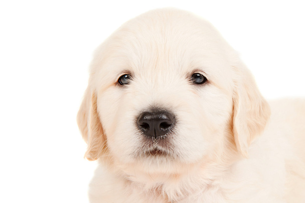 golden retriever puppy - Foto, afbeelding