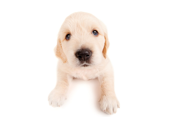 grappige gouden retriever pup - Foto, afbeelding