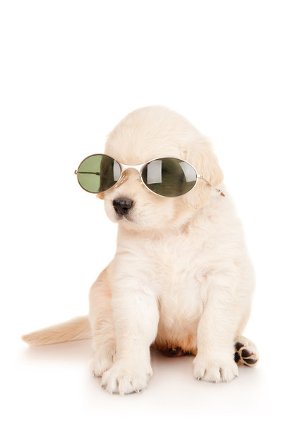 Golden retriever puppy with glasses - Foto, Imagem