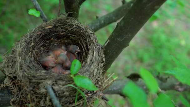 Blackbird chicks in the nest - Materiał filmowy, wideo