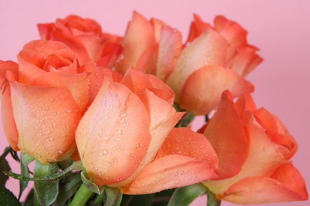 Rosas laranja
 - Foto, Imagem