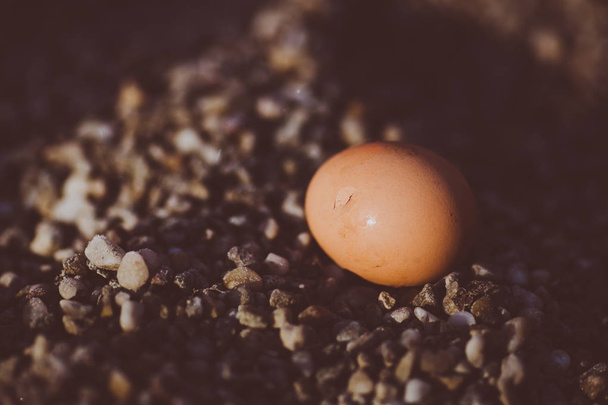 Chicken brown eggs cracked on ground. Close-up - Photo, Image