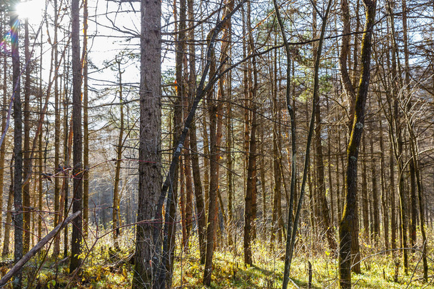 Pinery, pine forest, pijnboom, Fairy Forest - Foto, afbeelding