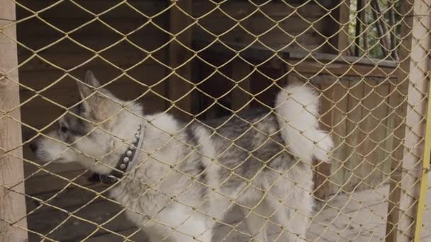 Beautiful husky in a large cage. - Footage, Video
