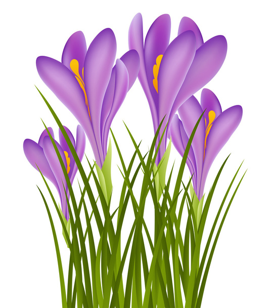 Реалістичний purple Крокус
 - Вектор, зображення