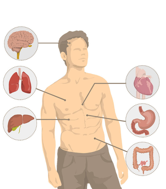 Ilustração do homem sem camisa com os principais órgãos do corpo humano, coração, cérebro, fígado, intestino, estômago, pulmões
 - Foto, Imagem