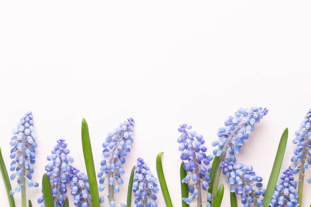 Spring blue muscari flowers. Muscari flowers on pink pastel back - Fotografie, Obrázek