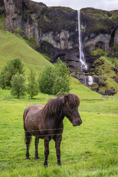 Cavalo na Islândia
 - Foto, Imagem