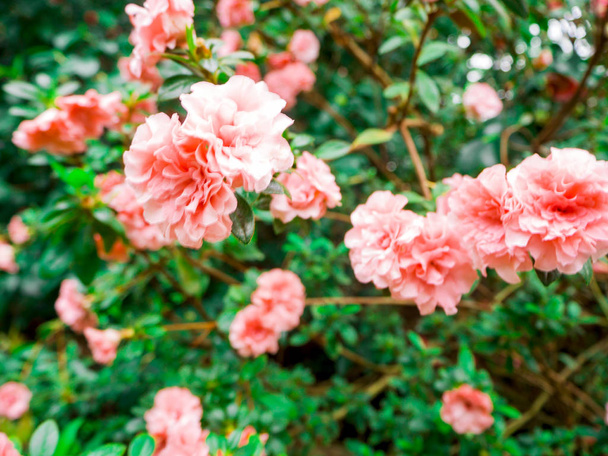 Όμορφο λουλούδι: ροδόδενδρο  - Φωτογραφία, εικόνα