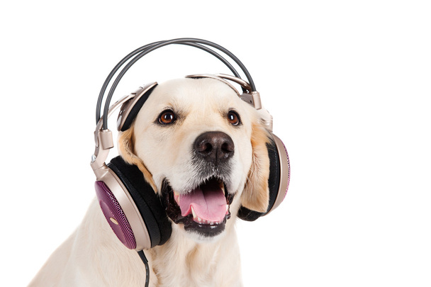 Dog golden retriever in the headphones - Foto, imagen
