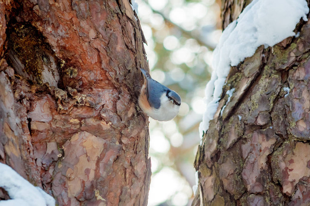 hungry wild bird nuthatch on a tree in spring forest - Fotó, kép