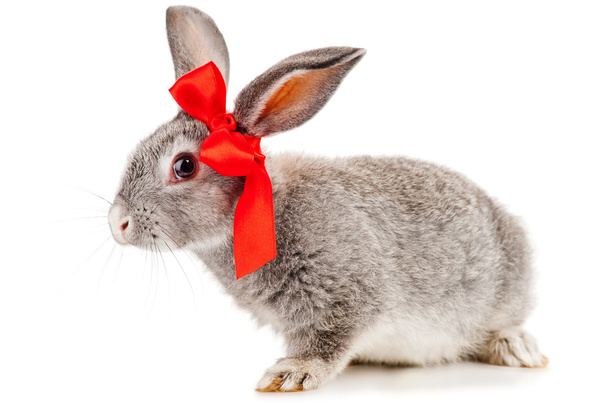 Gray rabbit with red bow - Foto, imagen