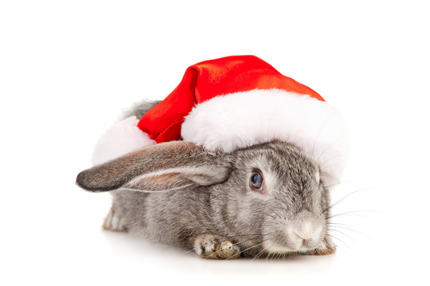 Gray rabbit in a Santas hat - Fotoğraf, Görsel