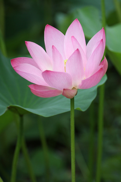 Lotus flower blooming - Foto, Imagen