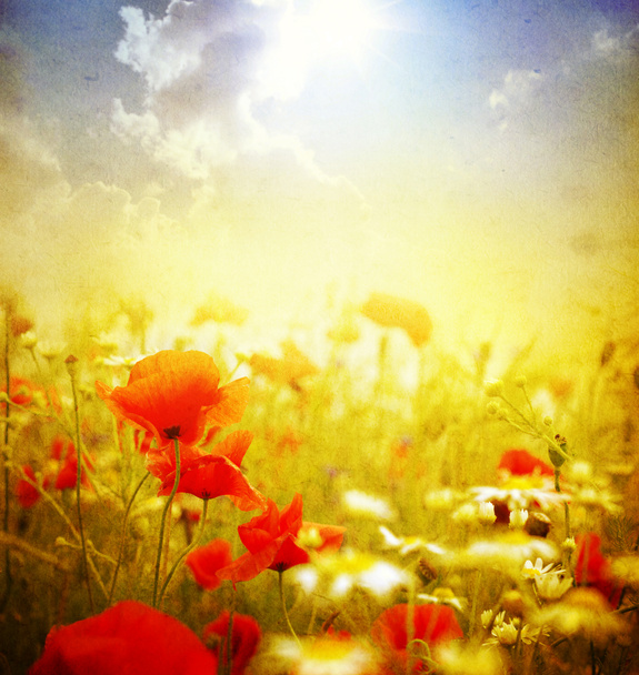 Grunge Poppies Hintergrund - Foto, Bild
