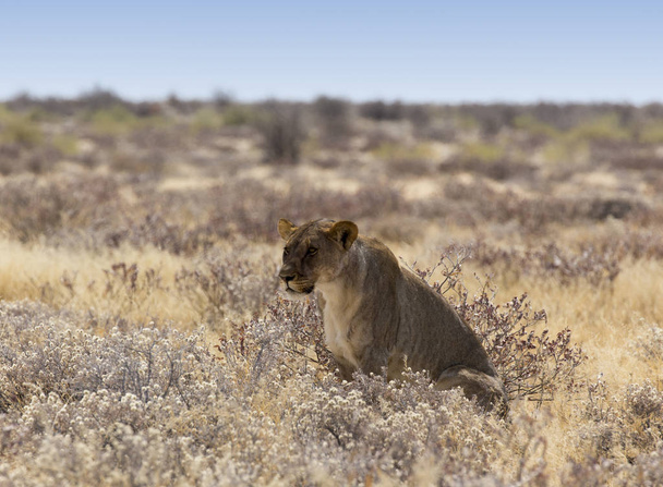 a beautiful female lion among bushes - Photo, Image
